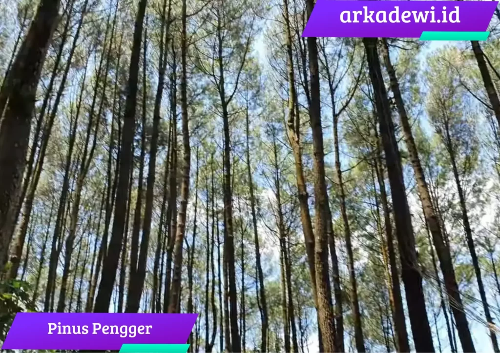 hutan Pinus Pengger