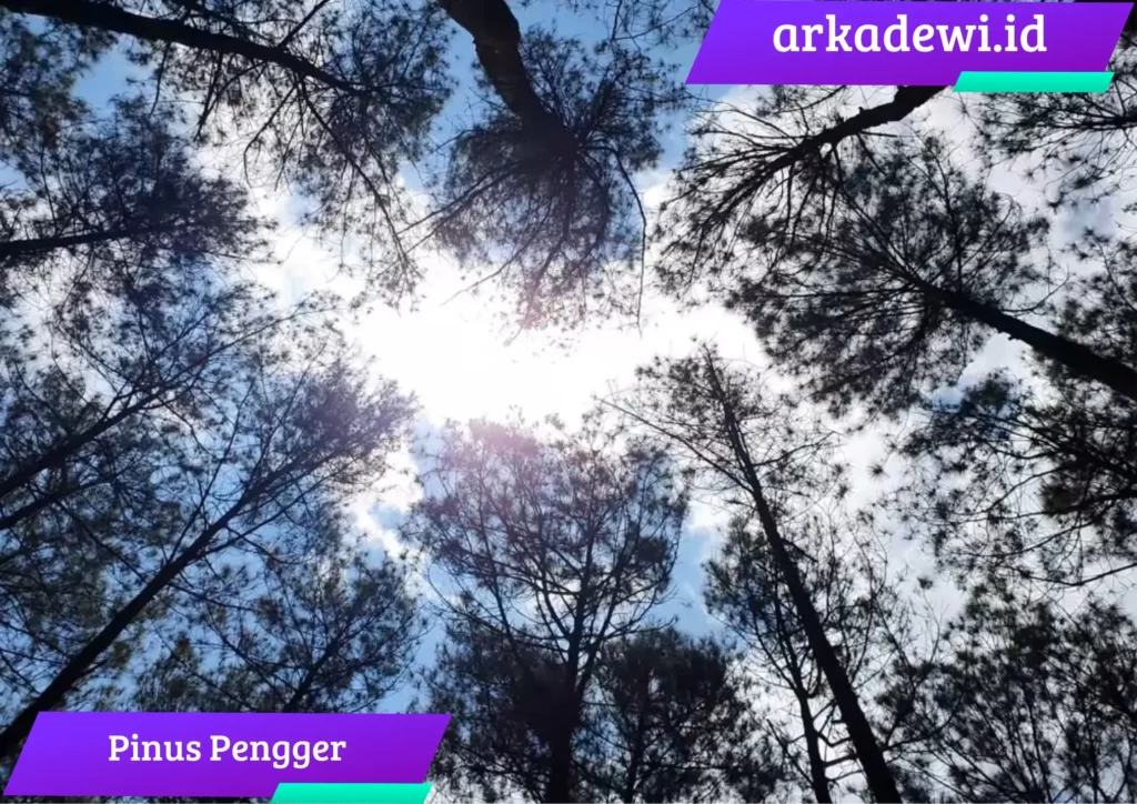 selfie pinus pengger