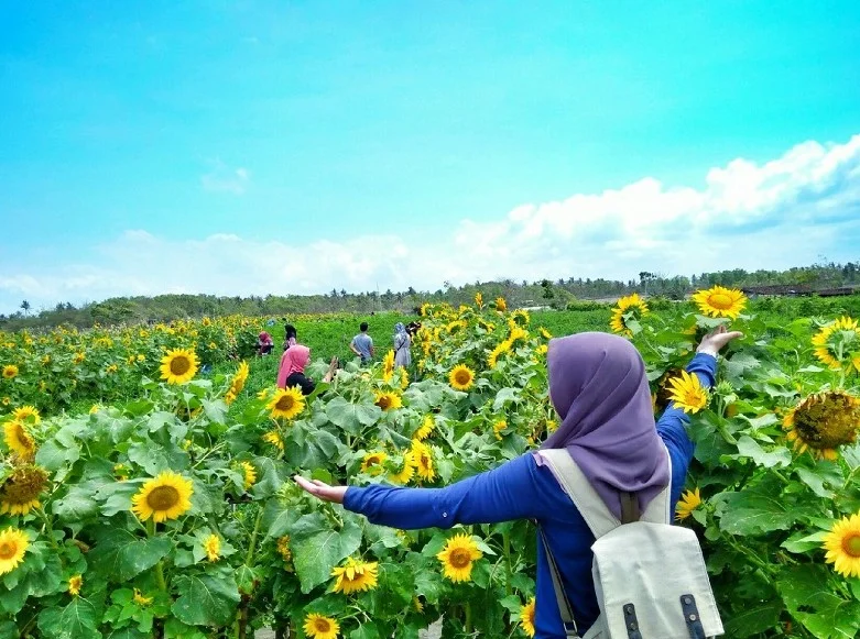 Pantai Glagah