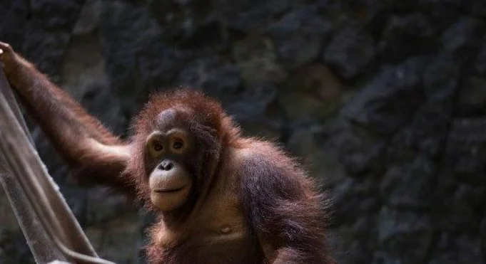 Yogyakarta Orangutan Center